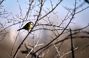 Birds winter on Khortytsia island