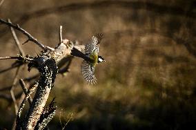 Birds winter on Khortytsia island