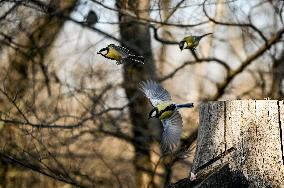 Birds winter on Khortytsia island