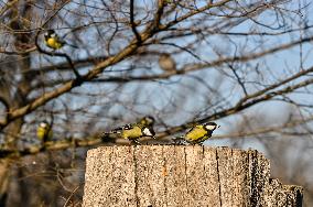 Birds winter on Khortytsia island