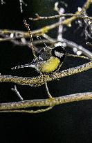 Great Tit Illustration - Montauriol