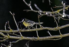 Great Tit Illustration - Montauriol