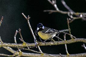 Great Tit Illustration - Montauriol