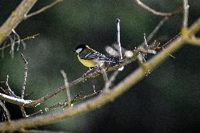 Great Tit Illustration - Montauriol