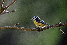 Great Tit Illustration - Montauriol