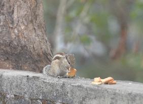 Squirrel Eats Biscuits On A Wall