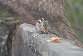 Squirrel Eats Biscuits On A Wall