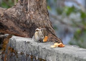 Squirrel Eats Biscuits On A Wall