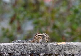 Squirrel Eats Biscuits On A Wall