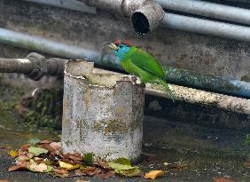 Blue Throated Barbet Bird