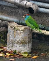 Blue Throated Barbet Bird