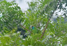 Blue Throated Barbet Bird