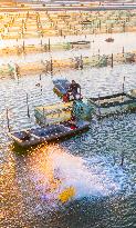 A Crab Breeding Base in Suqian