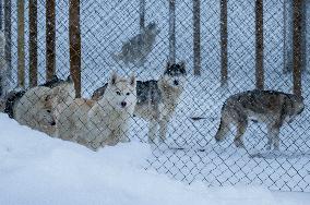 Icelandic Sled Dogs