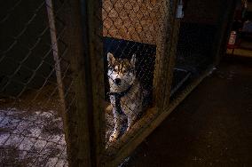 Icelandic Sled Dogs