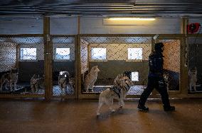 Icelandic Sled Dogs