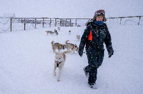 Icelandic Sled Dogs