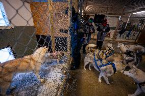 Icelandic Sled Dogs