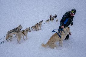 Icelandic Sled Dogs