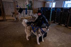 Icelandic Sled Dogs