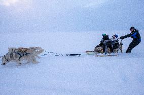 Icelandic Sled Dogs