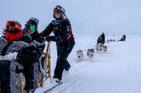 Icelandic Sled Dogs