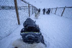 Icelandic Sled Dogs