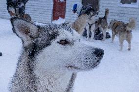 Icelandic Sled Dogs