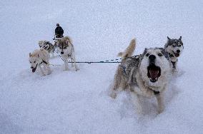 Icelandic Sled Dogs