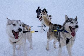 Icelandic Sled Dogs