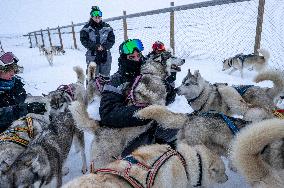 Icelandic Sled Dogs