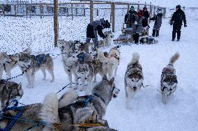 Icelandic Sled Dogs