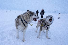 Icelandic Sled Dogs