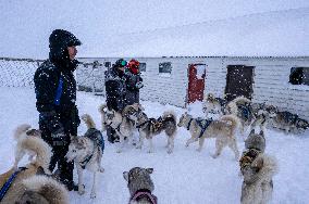 Icelandic Sled Dogs