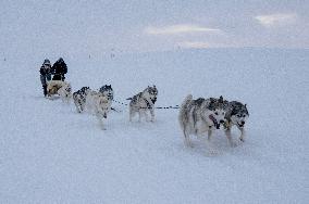 Icelandic Sled Dogs