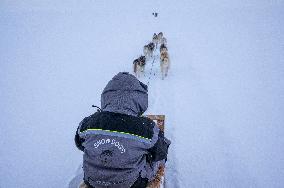 Icelandic Sled Dogs