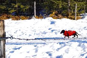 Dog Walking Through Snow