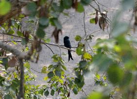 India-Black Drongo Bird