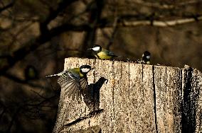 Birds winter on Khortytsia island