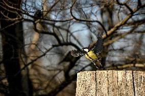 Birds winter on Khortytsia island