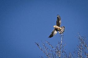 Birds winter on Khortytsia island