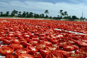 Sun-dried Tomatoes Field - Egypt