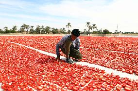 Sun-dried Tomatoes Field - Egypt