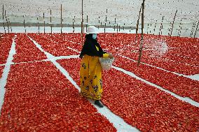 Sun-dried Tomatoes Field - Egypt