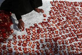 Sun-dried Tomatoes Field - Egypt