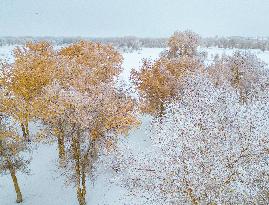 Snowfall in Xinjiang