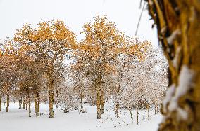 Snowfall in Xinjiang