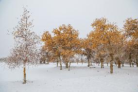 Snowfall in Xinjiang