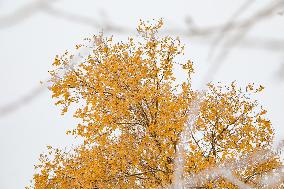 Snowfall in Xinjiang