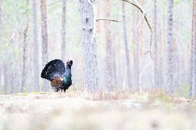 CAPERCAILLIE